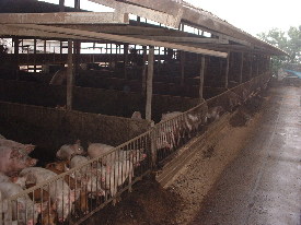 �s�n�m�s�n�m�̃u�^���񂽂��Q