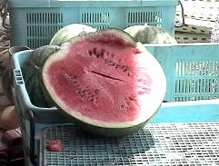 ̂ꂽẴXCJ