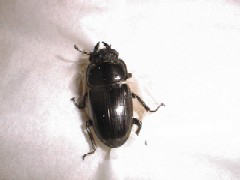 山形県産オオクワガタ