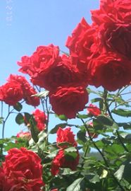 afternoon rose (6k)