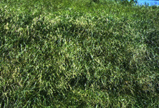 Grass Wall
