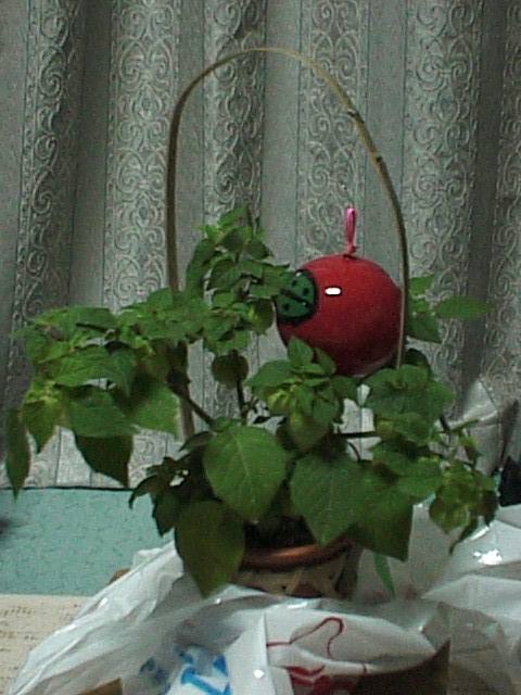 枝振りもなかなか