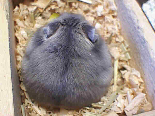ポンタ2