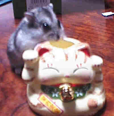 てんてん1