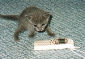 �f�C�ƌg�с@������ƃr�r���Ă܂�