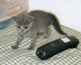 �f�C�Ɠd�b�q�@ 