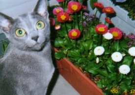 �v�f�C�W�[