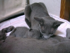 �`�����X�I�����������I