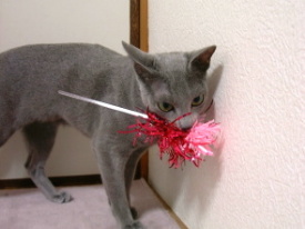 �������̂��I