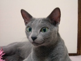 �z�X�����H