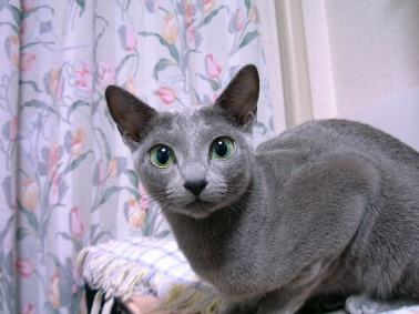 �f�C�W�[�ł��B��낵���ˁI