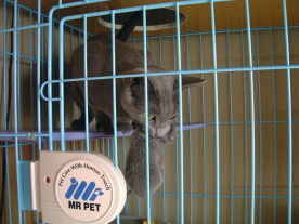 �����̓���