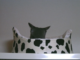 ���ł��Ԏ�