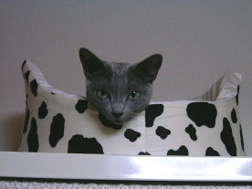 �������Ȋ�