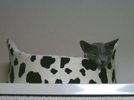 ����ς�Q���Ⴂ�܂���