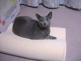 �f�C�W�[�Ɏ��ꂽ�c