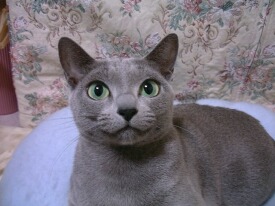 �_�C�G�b�g���܂��傤