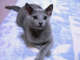 �ڐ��̓I���`��