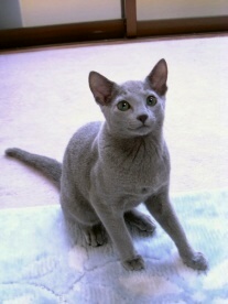 �V���L�[��