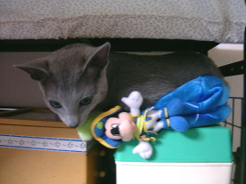 �~�b�L�[�̂��񂿂Ⴍ���c