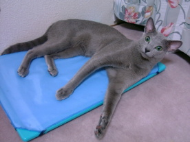 �X���P�P��