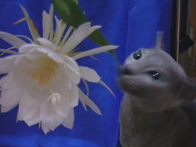 ���N�Ԃ�ɍ炫�܂���