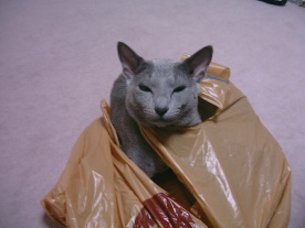 �������A��p