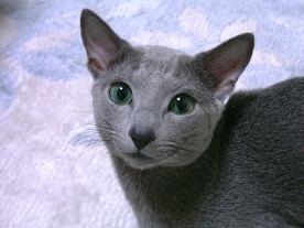 �G�������h�̖�