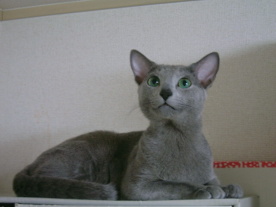 �R�����g���v�������΂Ȃ�(���)