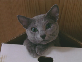 �u�}�}�̏�ɔ�э~�肿�Ⴄ����ˁv