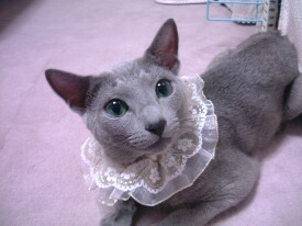 �t������t���Ă݂܂���