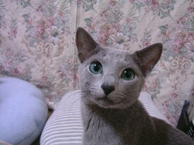 ���Ԃ���j�H�H