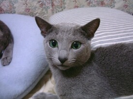 ������ƃA���j���C