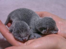 �J�X�~�ƃ���