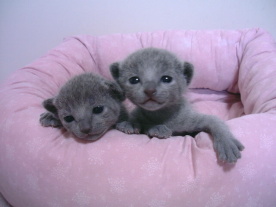 �O�O�O�b�I