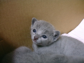 �K�b�N���H