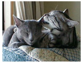 ���ǂ��̃p�I������