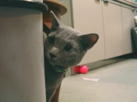 �ł�������ƒp��������