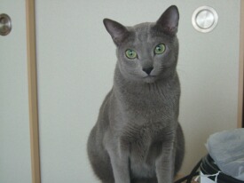 ������Ɗۂ������i�΁j