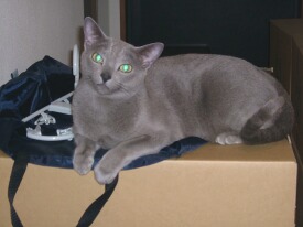 �ڂ���r�[��