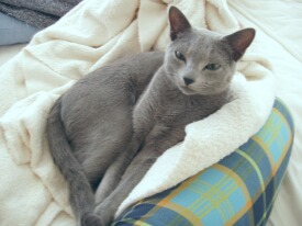 �I���X�~��