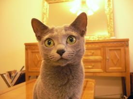 �傫�Ȗڂł���