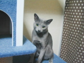 �j�炵���Ȃ����H