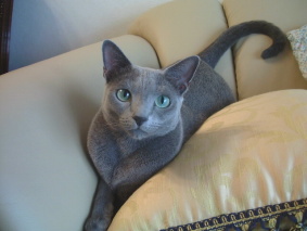 �N�b�V�����ɋ��܂��