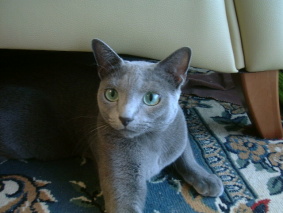 �\�t�@�[������