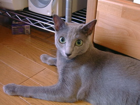 �Z�킽���Ɏ��Ă��