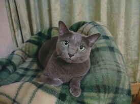 ���C�ɓ���̖ѕz