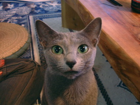 �ꂳ��Ɏ��Ă�H