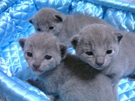 �N�b�V�����̒�