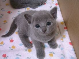 �z�[�t���X�g